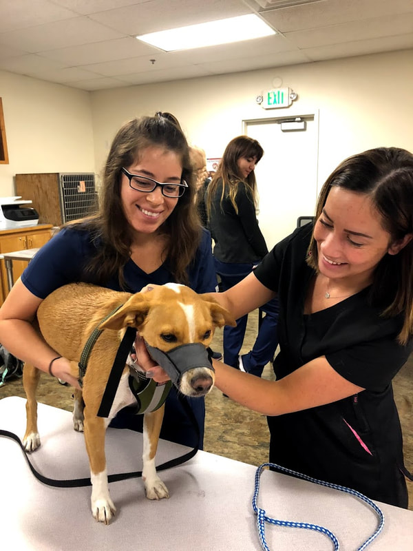 Veterinary students putting a muzzle on a dog